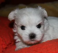 Justin, a male Maltese for sale in Billings, MO – 7 of 8