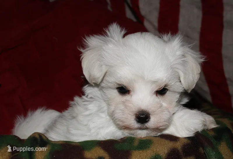 Conrad – Maltese puppy for sale in Billings, MO