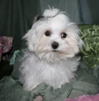 Archie, a male Maltese for sale in Billings, MO – 4 of 9