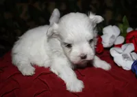 Casper , a male Maltese for sale in Billings, MO – 7 of 10