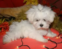 Mable, a male Maltese for sale in Billings, MO – 5 of 9