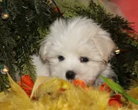 Destiney, a female Maltese for sale in Billings, MO – 3 of 10