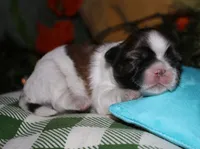 Bear, a male Shih Tzu for sale in Billings, MO – 2 of 9