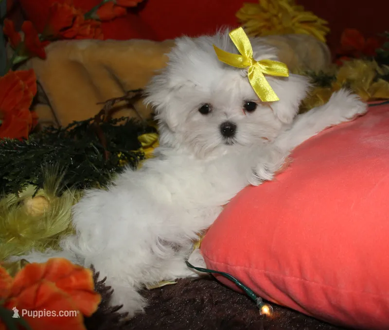 Myrtle – Maltese puppy for sale in Billings, MO