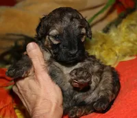 Theodore, a male Maltipoo for sale in Billings, MO – 8 of 9