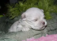 Dakota, a male Maltese for sale in Billings, MO – 4 of 7