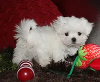 Myrtle, a female Maltese for sale in Billings, MO – 1 of 8