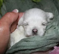 Myrtle, a female Maltese for sale in Billings, MO – 3 of 8