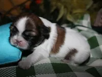 Bear, a male Shih Tzu for sale in Billings, MO – 7 of 9