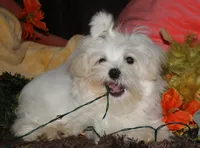 Fred, a male Maltese for sale in Billings, MO – 5 of 10
