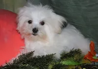 Fred, a male Maltese for sale in Billings, MO – 7 of 8