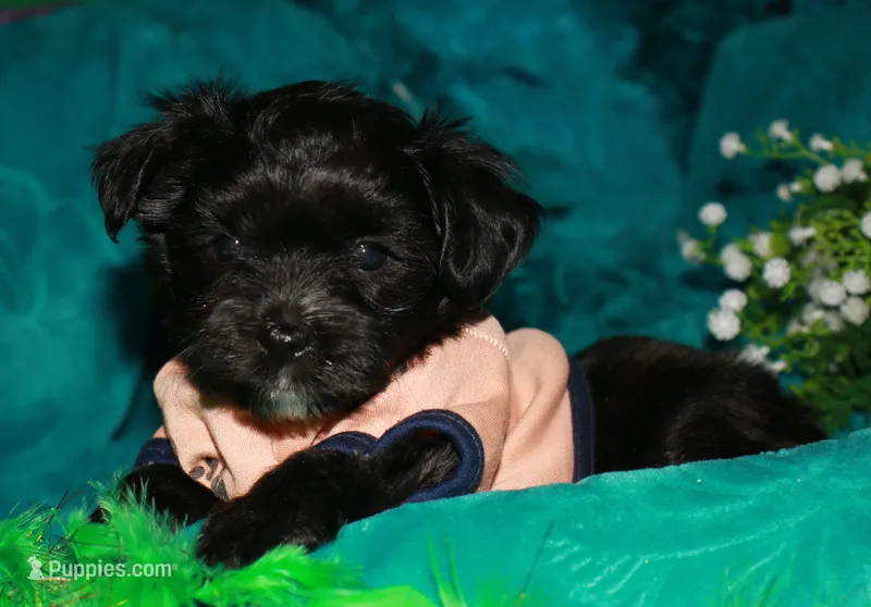 Frank – Morkie puppy for sale in Billings, MO