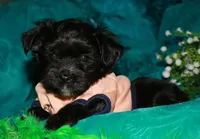 Frank, a male Morkie for sale in Billings, MO – 1 of 10