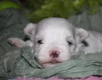 Bruiser, a male Maltese for sale in Billings, MO – 5 of 9
