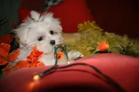 Noah, a male Maltese for sale in Billings, MO – 9 of 9