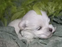 Noah, a male Maltese for sale in Billings, MO – 3 of 8