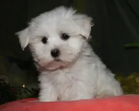 Cole, a male Maltese for sale in Billings, MO – 4 of 9