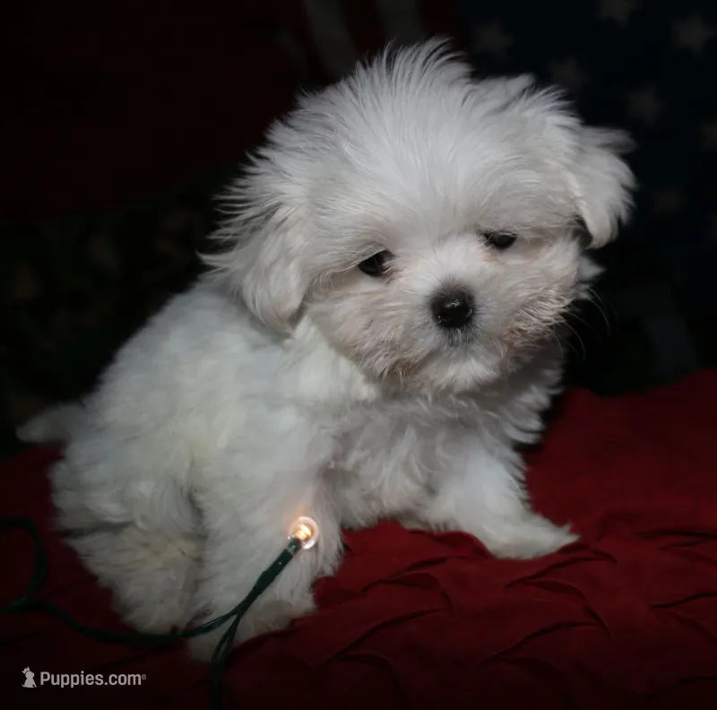 Myrtle – Maltese puppy for sale in Billings, MO