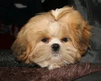 MoJo, a male Shih Tzu for sale in Billings, MO – 6 of 6