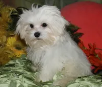 Noah, a male Maltese for sale in Billings, MO – 5 of 9