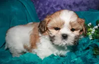 MoJo, a male Shih Tzu for sale in Billings, MO – 6 of 9