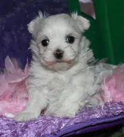 Fannie, a female Maltese for sale in Billings, MO – Photo 1 of 9