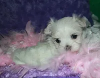 Fannie, a female Maltese for sale in Billings, MO – Photo 3 of 9
