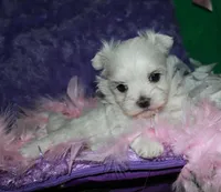 Fannie, a female Maltese for sale in Billings, MO – Photo 6 of 9