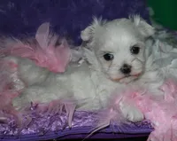 Fannie, a female Maltese for sale in Billings, MO – Photo 8 of 9
