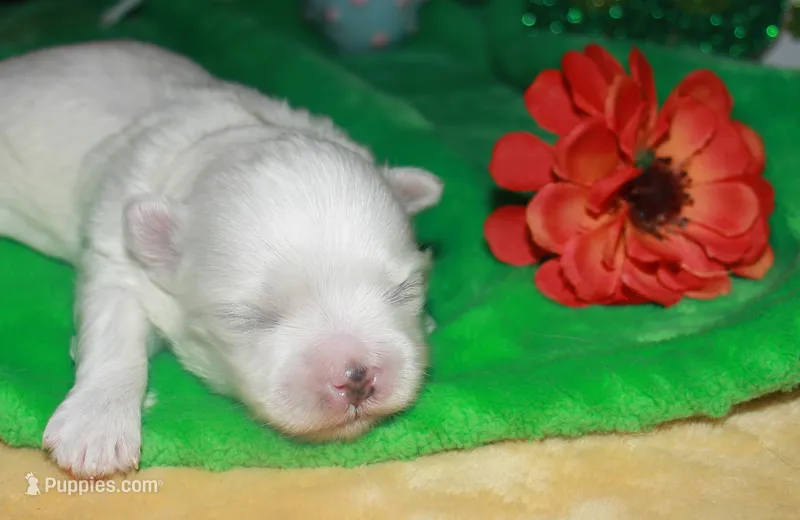 Fannie – Maltese puppy for sale in Billings, MO