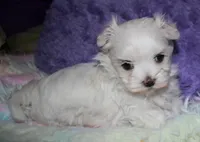 Fannie, a female Maltese for sale in Billings, MO – Photo 5 of 9