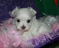 Fannie, a female Maltese for sale in Billings, MO – Photo 2 of 9