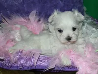 Fannie, a female Maltese for sale in Billings, MO – Photo 4 of 9