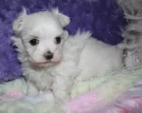 Fannie, a female Maltese for sale in Billings, MO – Photo 9 of 9