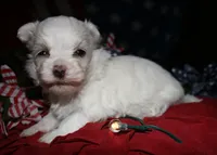 Mable, a male Maltese for sale in Billings, MO – 6 of 8
