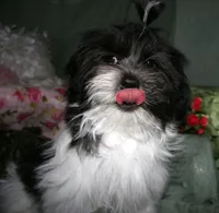 Weston, a male Shihpoo for sale in Billings, MO – 2 of 6