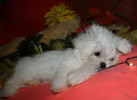 Myrtle, a female Maltese for sale in Billings, MO – 9 of 9