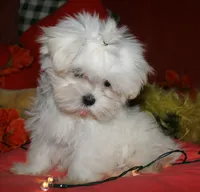 Noah, a male Maltese for sale in Billings, MO – 1 of 9
