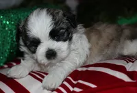 Charlie, a male Shih Tzu for sale in Billings, MO – 9 of 9