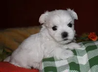 Justin, a male Maltese for sale in Billings, MO – 3 of 8
