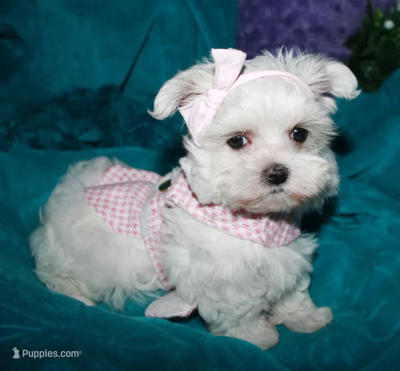 Fannie – Maltese puppy for sale in Billings, MO