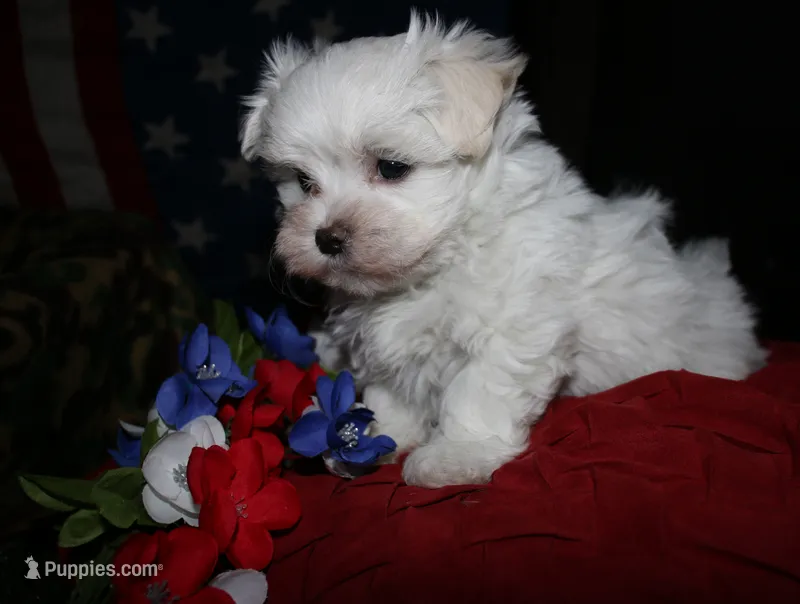 Bruiser – Maltese puppy for sale in Billings, MO