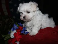 Bruiser, a male Maltese for sale in Billings, MO – 1 of 9