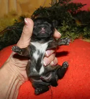 Shaggy, a male Shih Tzu for sale in Billings, MO – 2 of 9