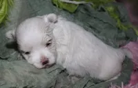 Chester, a male Maltese for sale in Billings, MO – 2 of 8