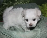 Diva, a female Maltese for sale in Billings, MO – 8 of 9