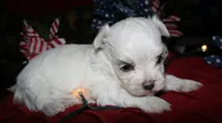 Mable, a male Maltese for sale in Billings, MO – 8 of 8