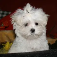 Mable, a male Maltese for sale in Billings, MO – 6 of 9