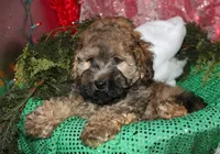 Theodore, a male Maltipoo for sale in Billings, MO – 5 of 10