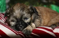 Dolly, a female Shih Tzu for sale in Billings, MO – 5 of 9